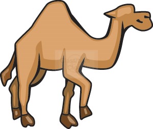 Camel clipart camel