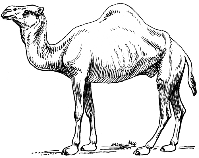 Camel clipart cartoon clip art photo and images
