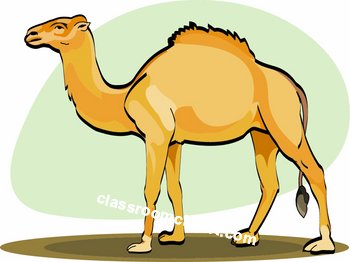Camel clipart hostted