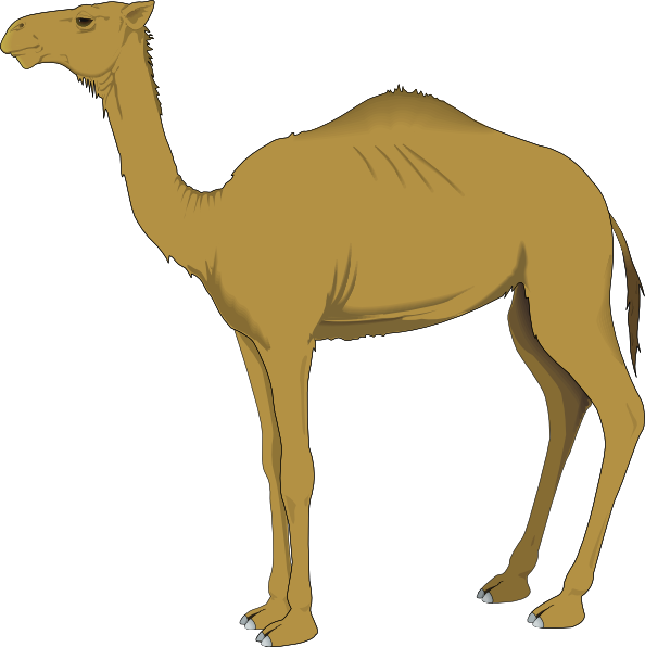 Camel free to use clipart 2