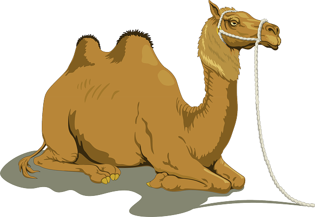 Camel free to use clipart 3