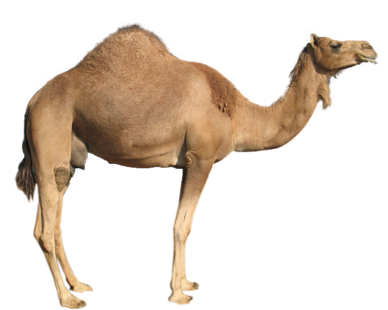 Moving camel clipart kid 2