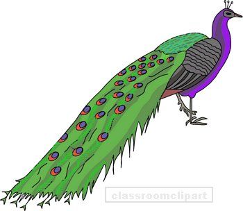 Peacock clip art at clker vector 2 clipartix 2
