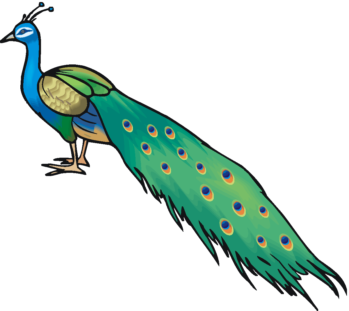 Peacock clipart free images 4