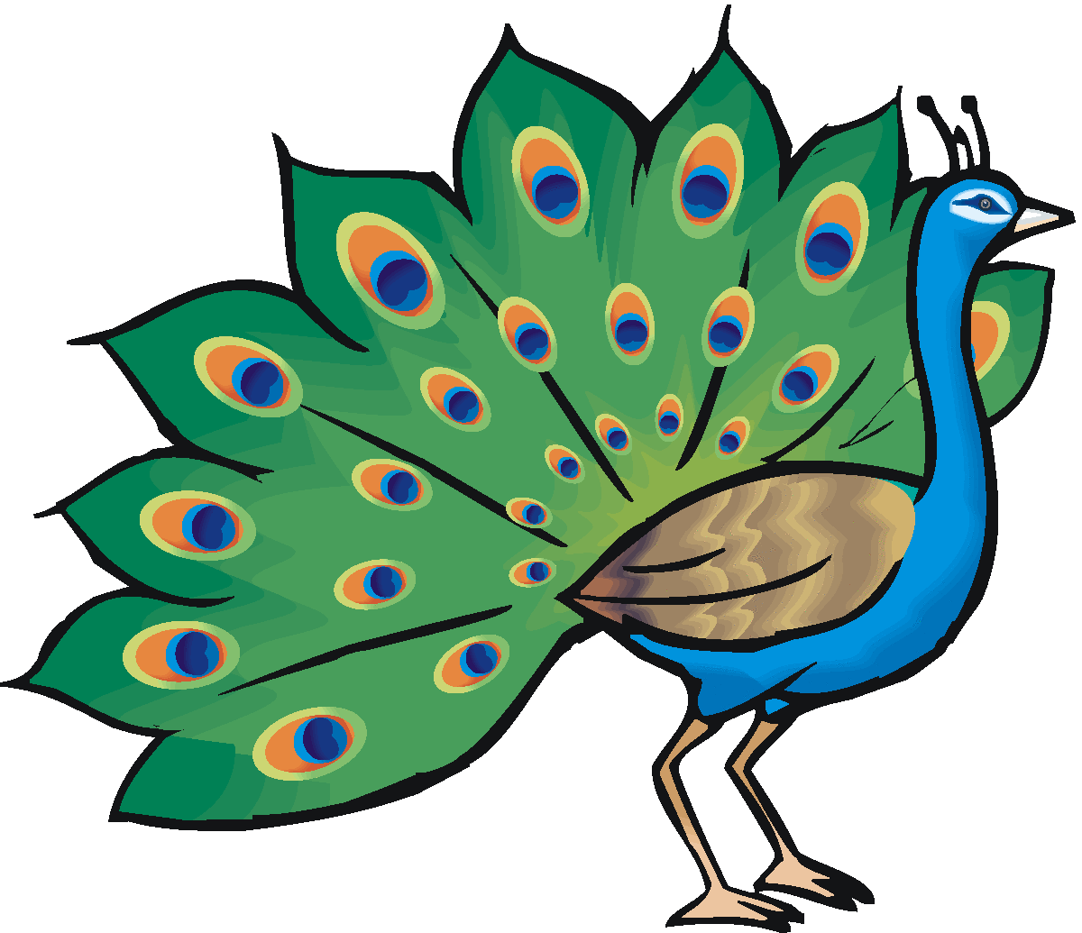 Peacock clipart free images