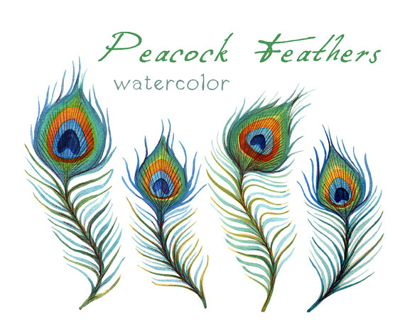 Peacock clipart painting free images