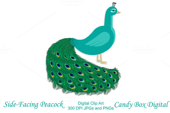 Peacock high quality clip art clipartix