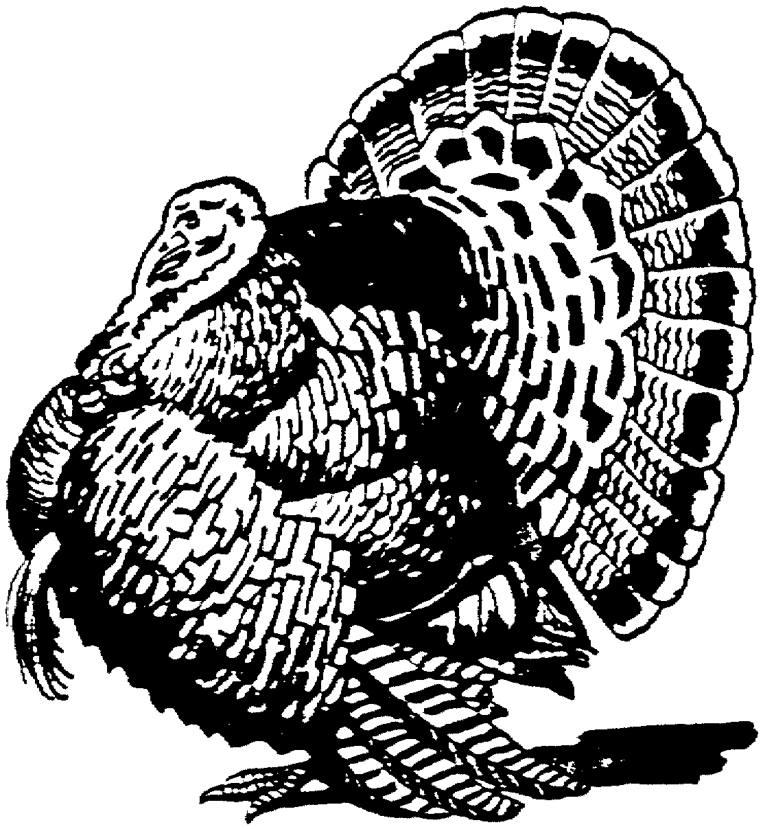 Turkey  black and white turkey black and white happy thanksgiving clipart