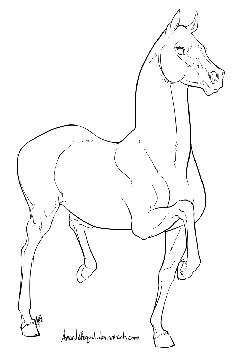 0 images about horse lineart on arabian horses 2