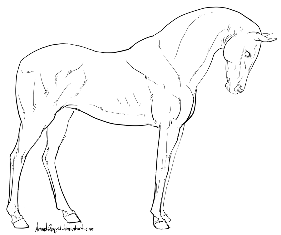 0 images about horse lineart on arabian horses 3