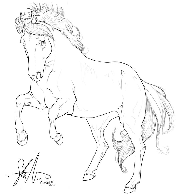 0 images about horse lineart on arabian horses 4