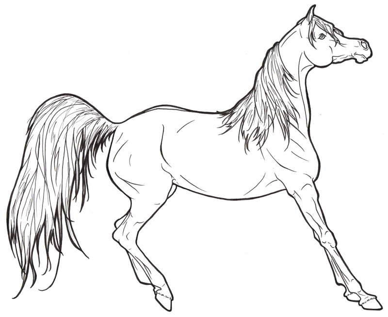 0 images about horse lineart on arabian horses 6