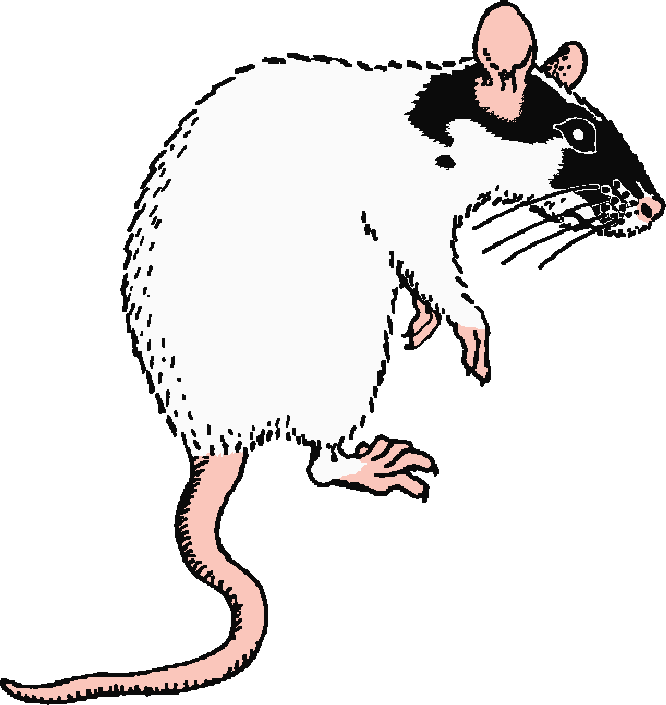 Evil rat clipart kid 2