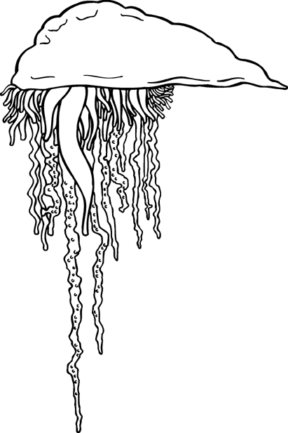 Free jellyfish clipart 1 page of public domain clip art 3