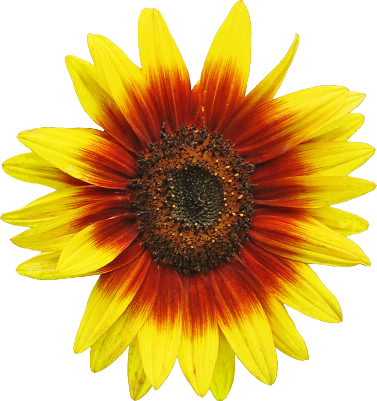 Free sunflower clipart image 2 clip art