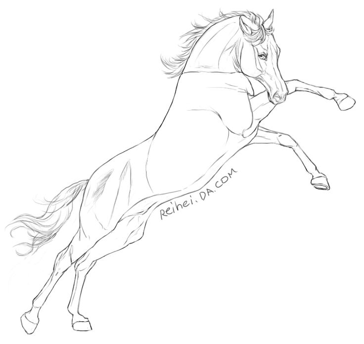 Horse lineart 0 images about horse line art how to on tack 5 - Cliparting.c...