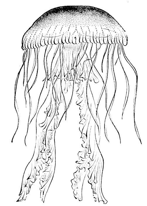 Jellyfish clip art page 1