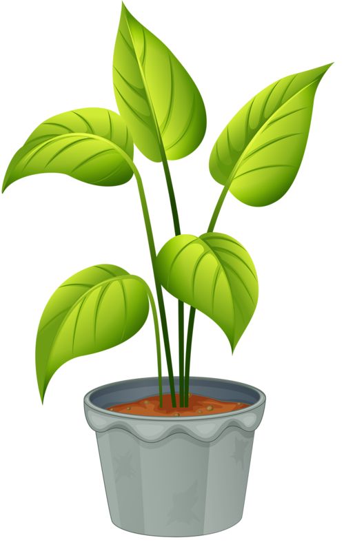 Plant clipart 4