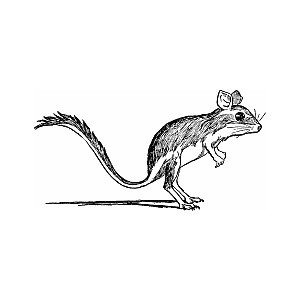 Rat clipart clipartfox 4