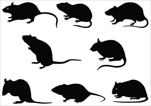 Rat free to use clipart 2