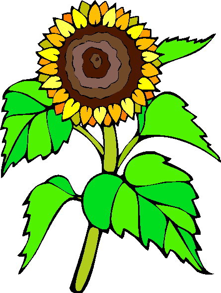 Sunflower clip art 2 clipartix