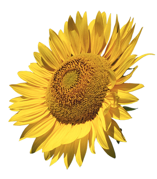 Sunflower clip art 8