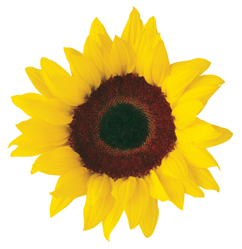 Sunflower clip art free printable clipart 2 2