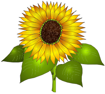 Sunflower clip art free printable clipart 5