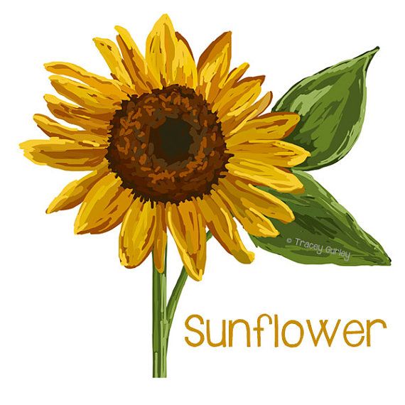 Sunflower clip art free printable clipart clipartix