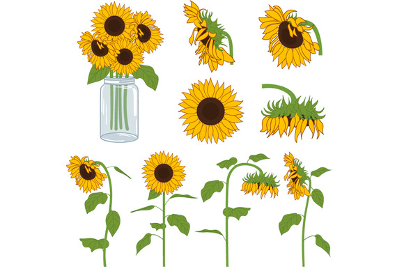 Sunflower clipart and images free clipartix