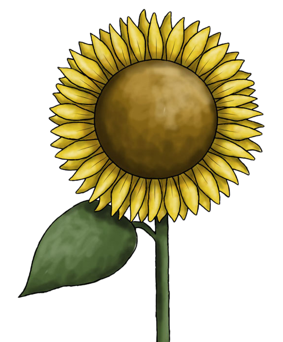 Sunflower clipart free images
