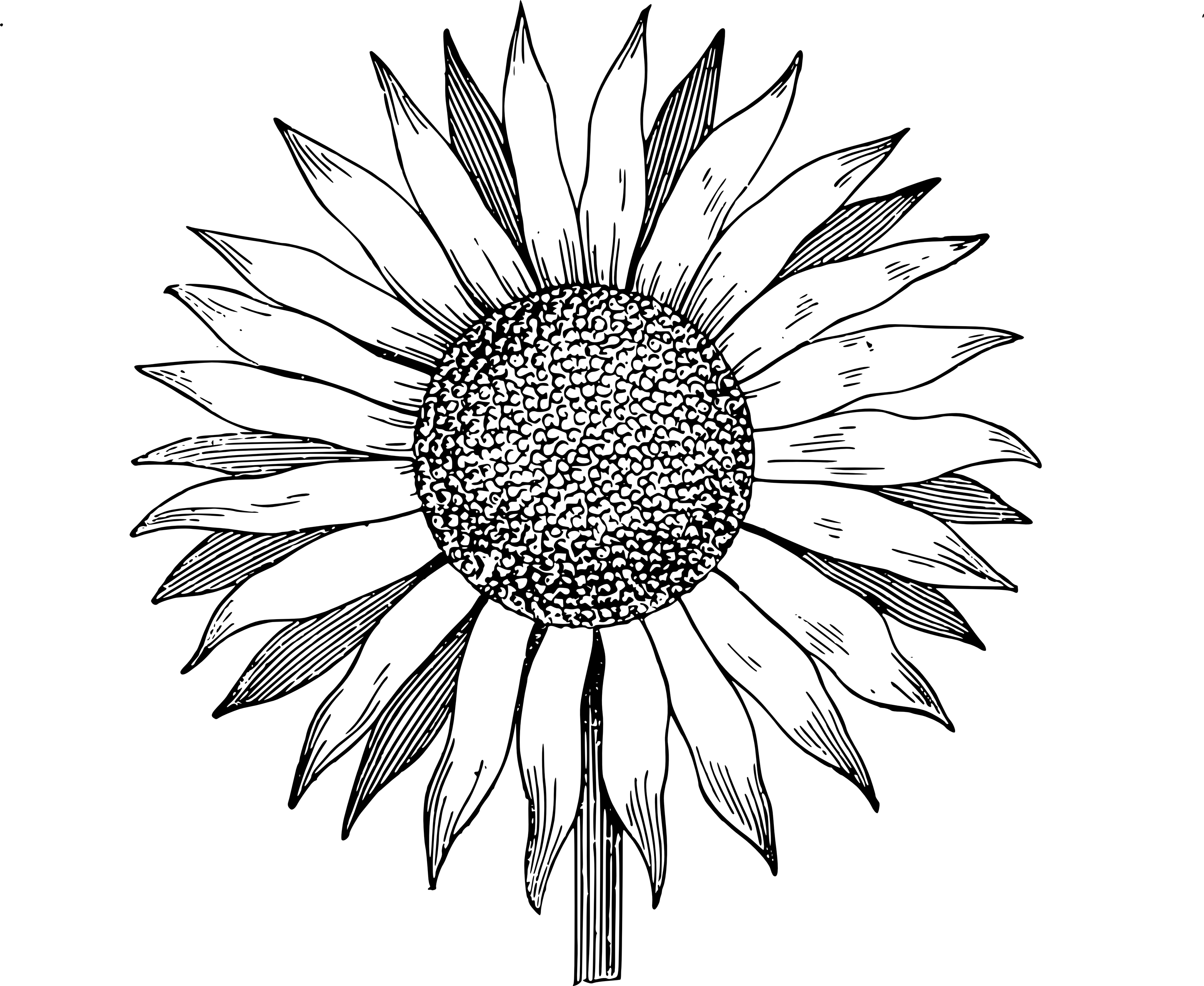 Sunflower outline clipart kid