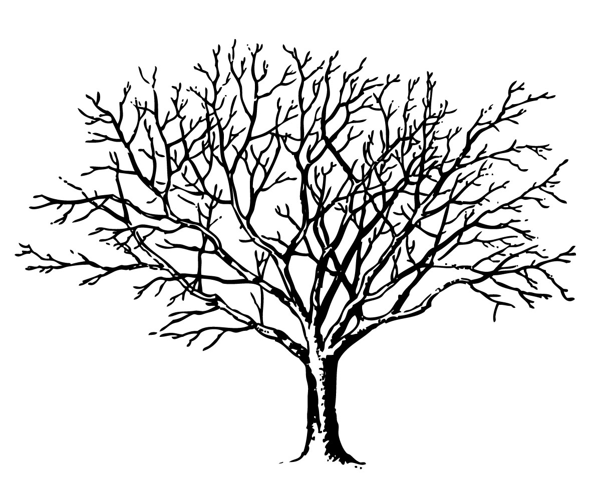 Tree  black and white bare tree clipart black and white free
