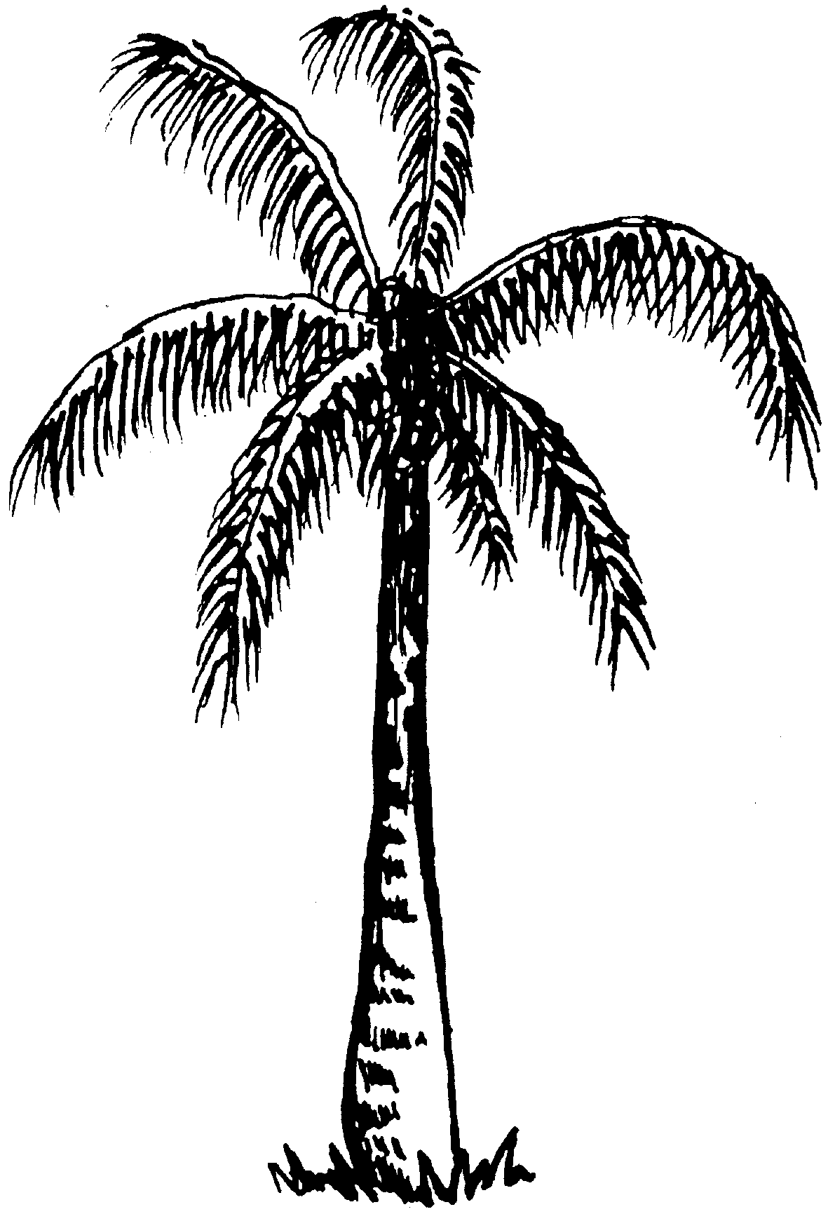 Tree  black and white palm tree clipart black and white free 6