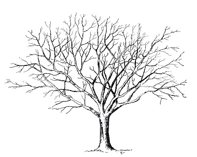 Tree  black and white tree clipart black and white 13