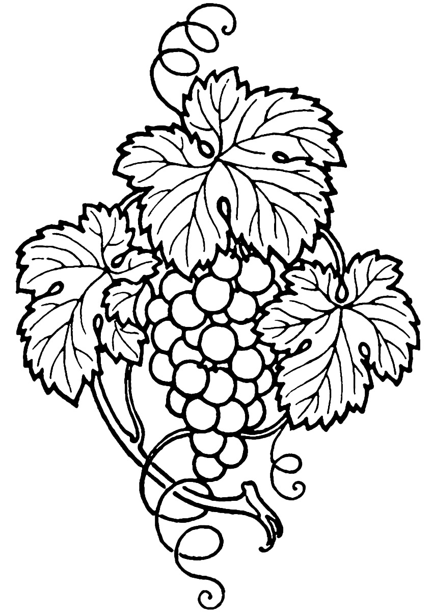 Grapes and wine clipart free images 3