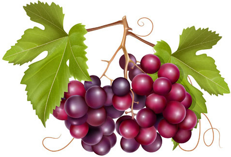 Grapes clip art free clipart images