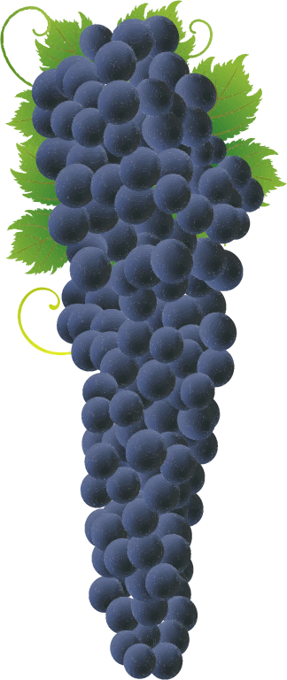 Grapes free to use clipart 2