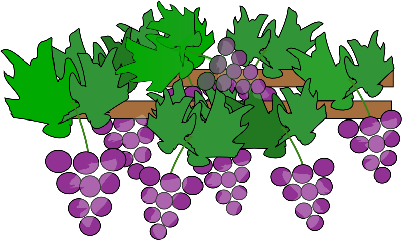 Grapes free to use clipart
