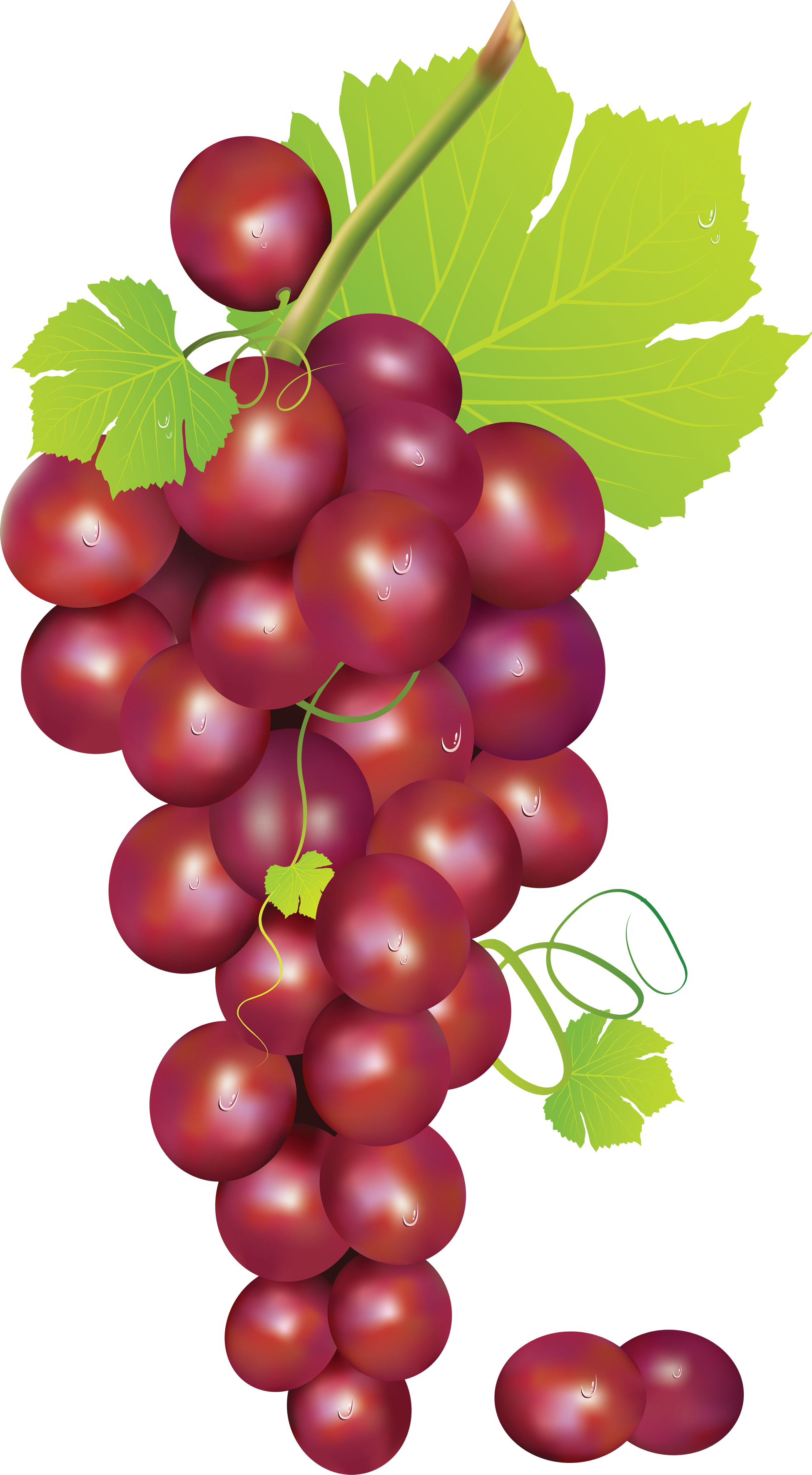 Grapes vine clipart free images clipartix