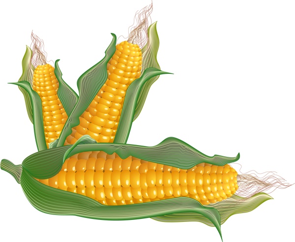 Images about vegetable clip art and photos on