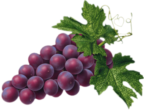 Red grape picture clipart grapes