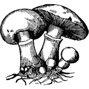Mushroom clip art clipart photo 5
