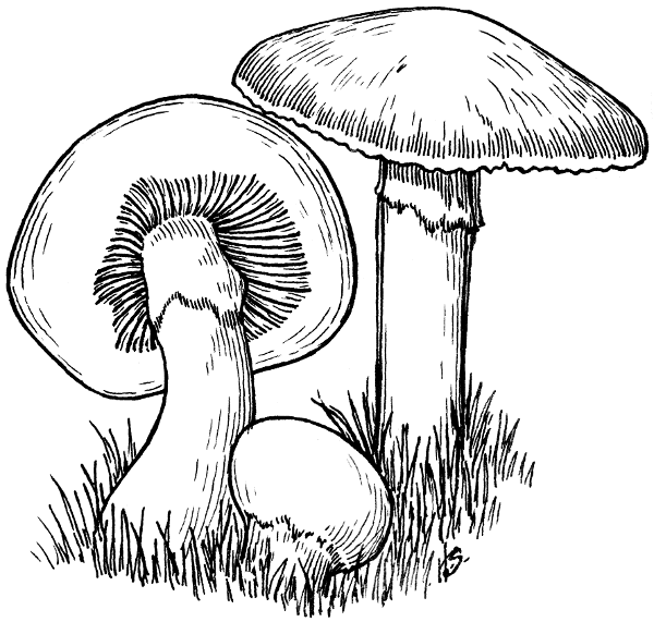 Mushroom clip art download page 3
