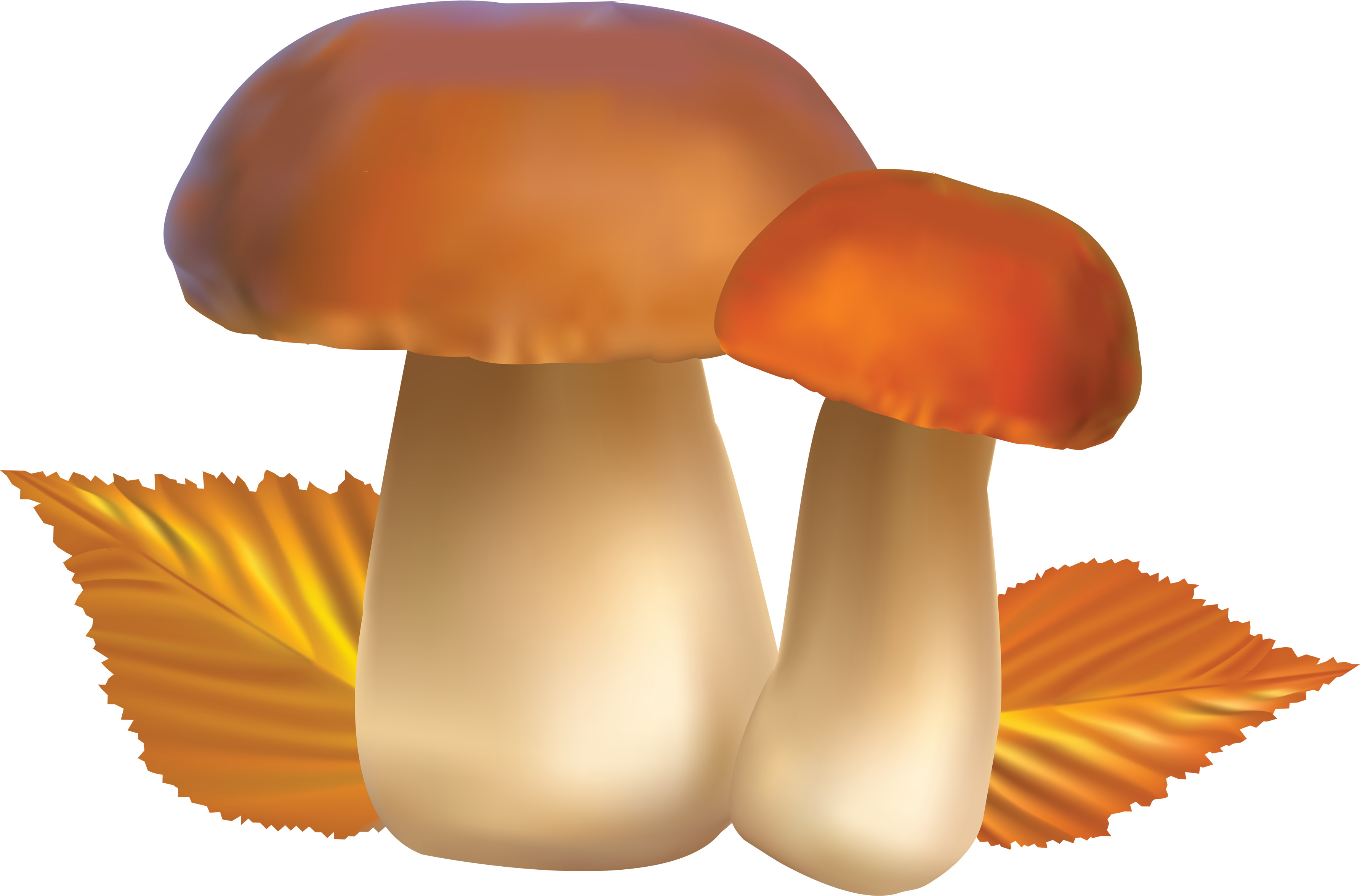 Mushroom images free pictures cliparts