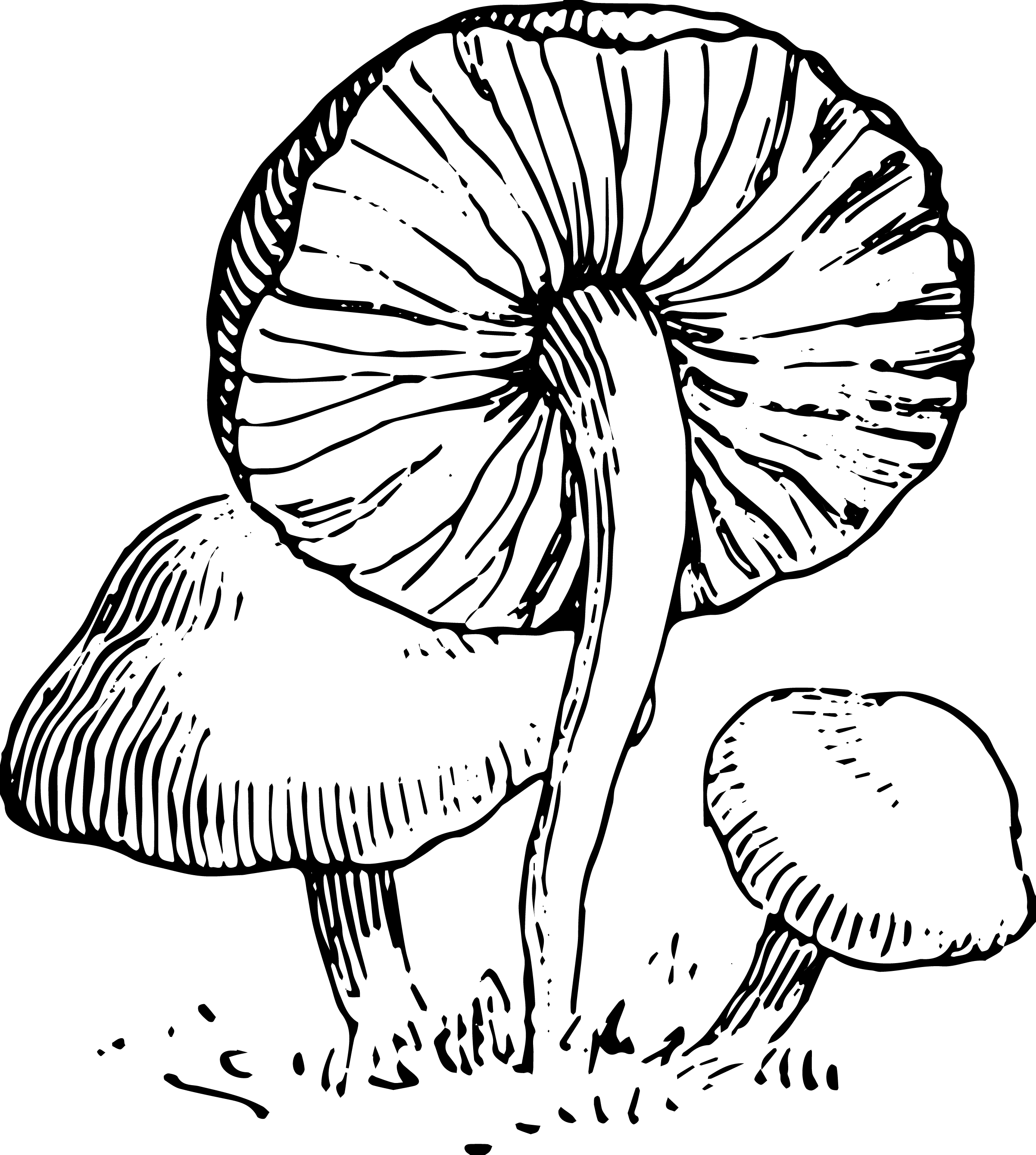 Stock images vintage mushroom clip art oh so nifty