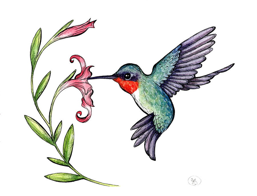 Free hummingbird clipart pictures clipartix 2