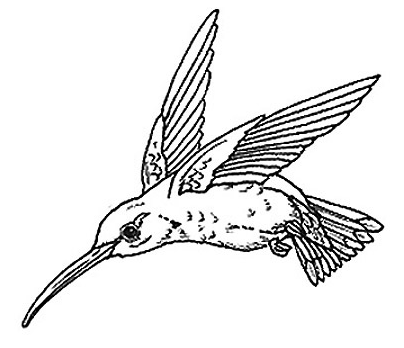 Hummingbird clipart free 2 clipartix