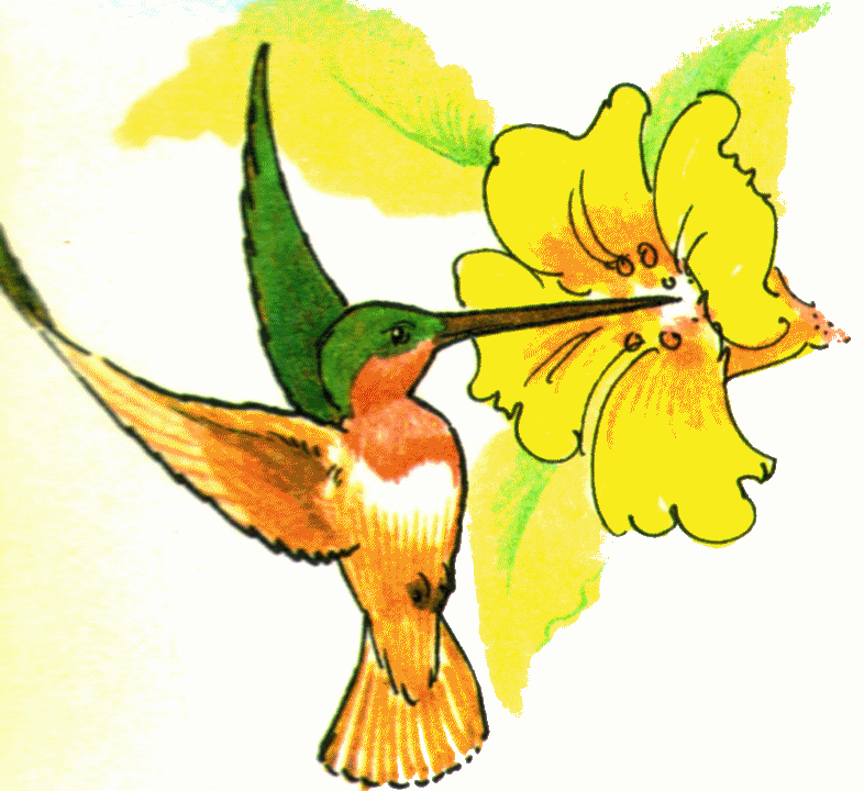 Hummingbird clipart free images image