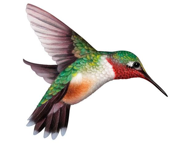 Hummingbird clipart hummingbird clip art clipartix 3